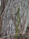 Arachnandra drepanocarpa (10)