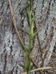 Arachnandra drepanocarpa (8)