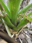 Arachnandra drepanocarpa (5)