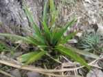 Arachnandra drepanocarpa (3)