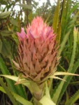 Ananas fritzmuellerii (4)