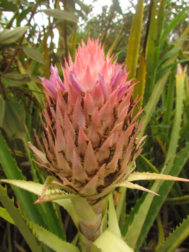 Ananas fritzmuellerii (4)