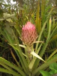 Ananas fritzmuellerii (1)