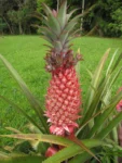 Ananas bracteatus (20)