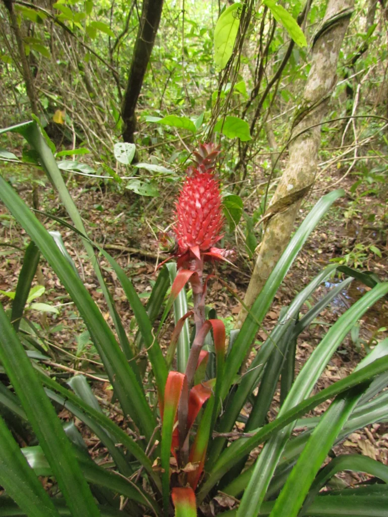 Ananas bracteatus (16)