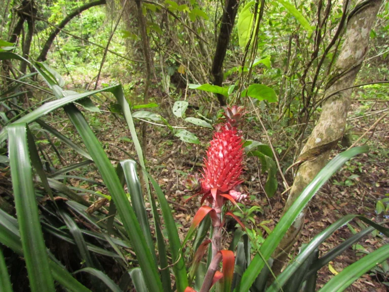 Ananas bracteatus (17)