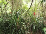 Ananas bracteatus (15)