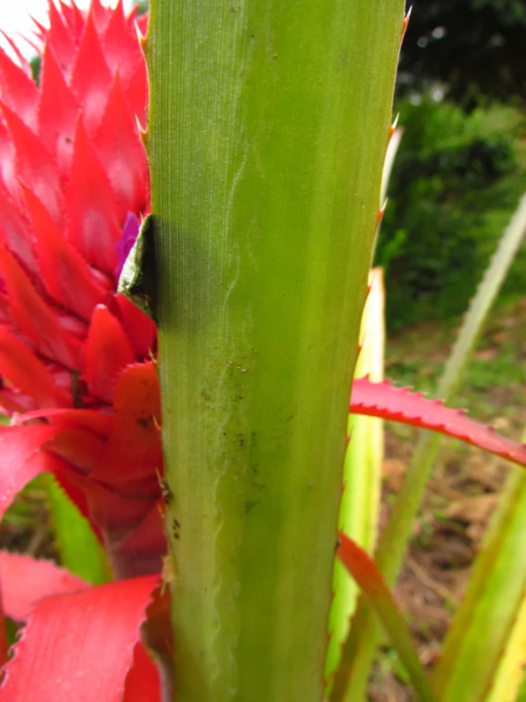 Ananas bracteatus (14)