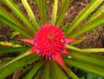 Ananas bracteatus (8)