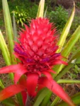 Ananas bracteatus (6)