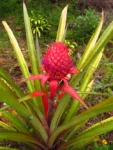 Ananas bracteatus (5)