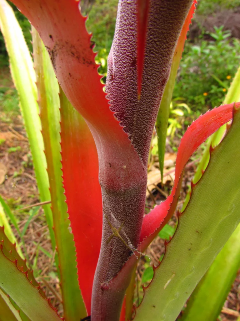 Ananas bracteatus (1)