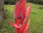 Aechmea rubroaristata (11)
