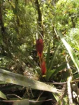 Aechmea rubroaristata (12)