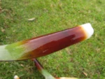 Aechmea rubroaristata (9)