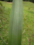 Aechmea rubroaristata (7)