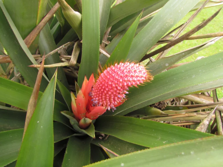 Aechmea rubroaristata (3)
