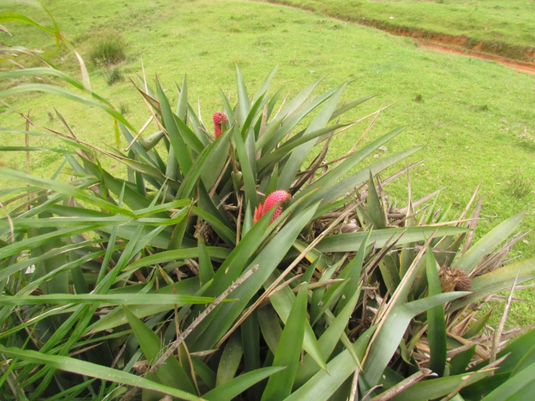 Aechmea rubroaristata (2)