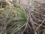 Aechmea recurvata ortgiesii (11)