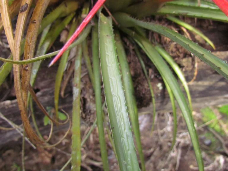 Aechmea recurvata ortgiesii (12)