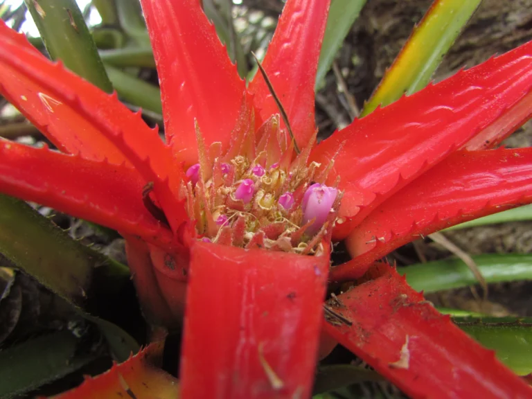 Aechmea recurvata ortgiesii (8)