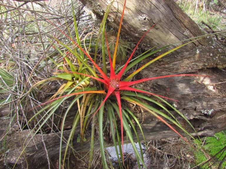 Aechmea recurvata ortgiesii (5)