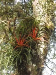 Aechmea recurvata ortgiesii (3)