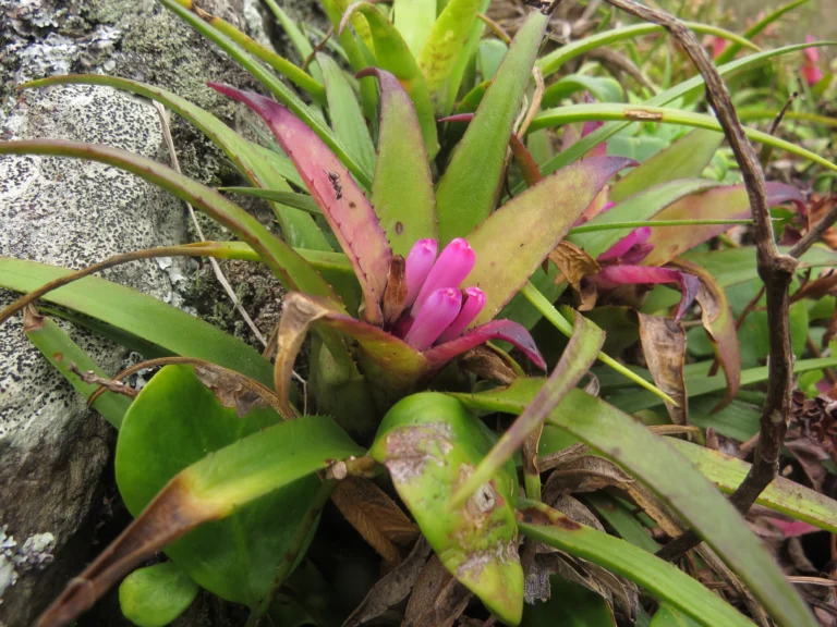 Aechmea recurvata benrhatii (30)