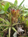 Aechmea recurvata benrhatii (24)
