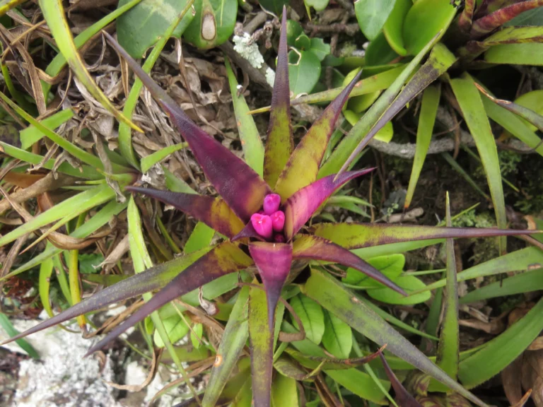 Aechmea recurvata benrhatii (25)