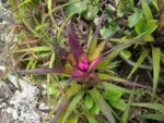 Aechmea recurvata benrhatii (21)