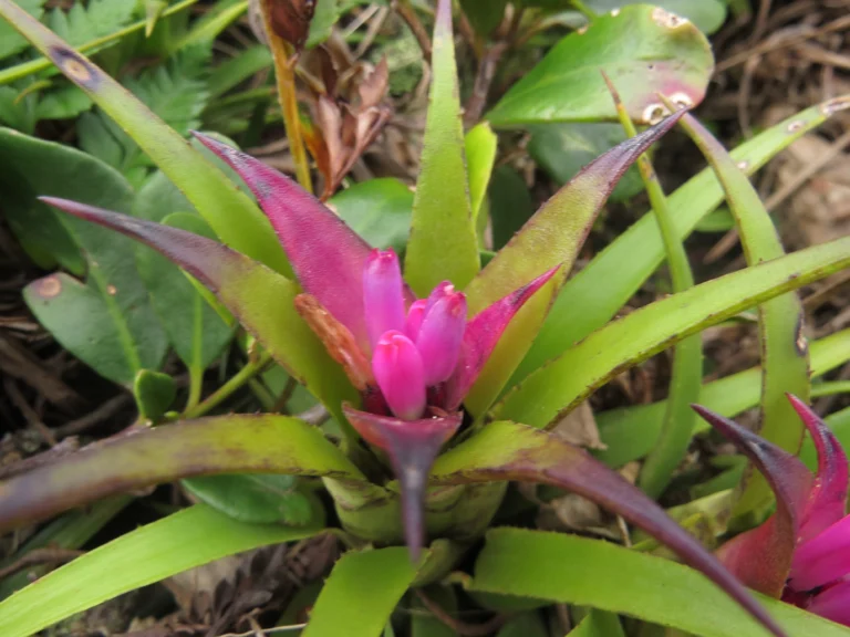 Aechmea recurvata benrhatii (22)