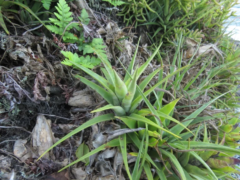 Aechmea recurvata benrhatii (16)