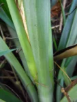aechmea ornata (23)