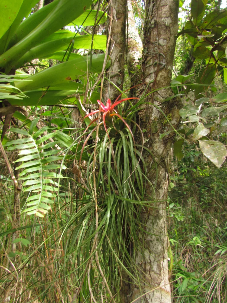 Aechmea recurvata benrhatii (1)
