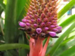 aechmea ornata (10)
