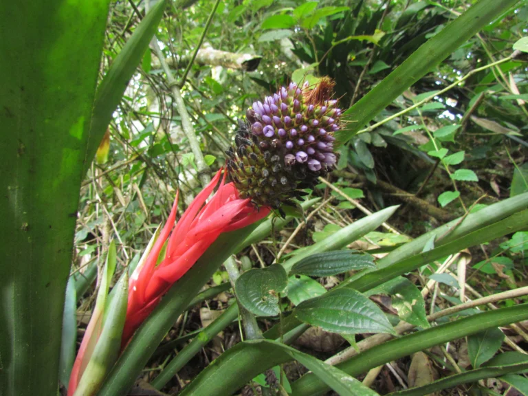 aechmea ornata (5)