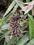 aechmea ornata (5)