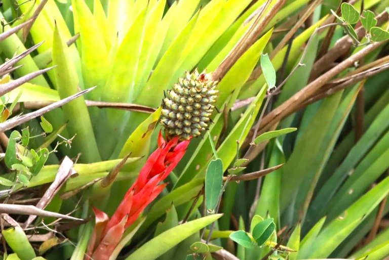 Aechmea ornata (4)