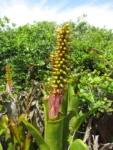 aechmea nudicaulis (31)