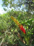 aechmea nudicaulis (27)