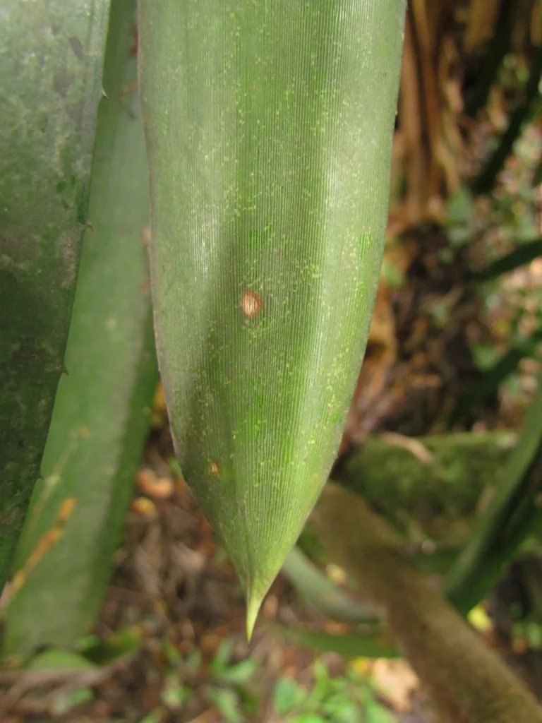 aechmea nudicaulis (24)