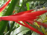 aechmea nudicaulis (21)