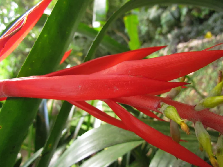 aechmea nudicaulis (21)