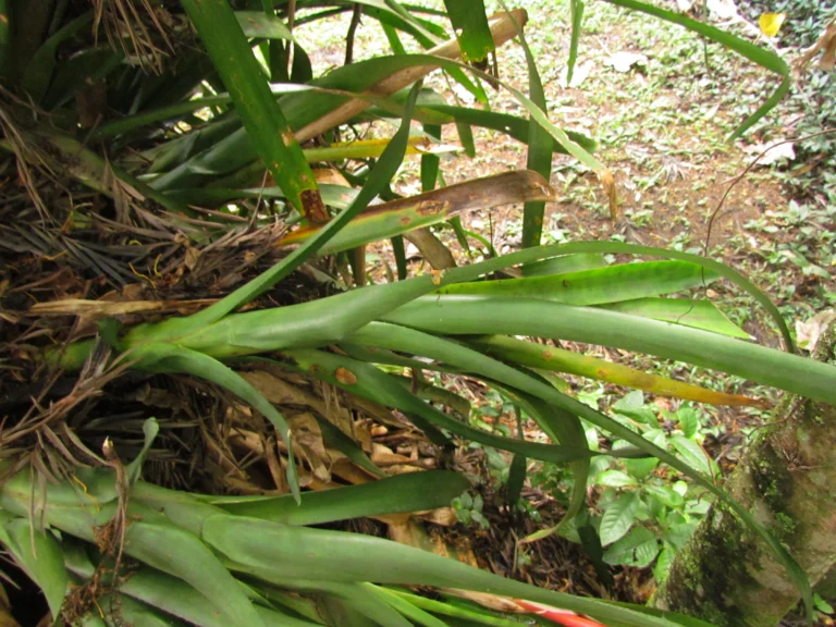 aechmea nudicaulis (22)