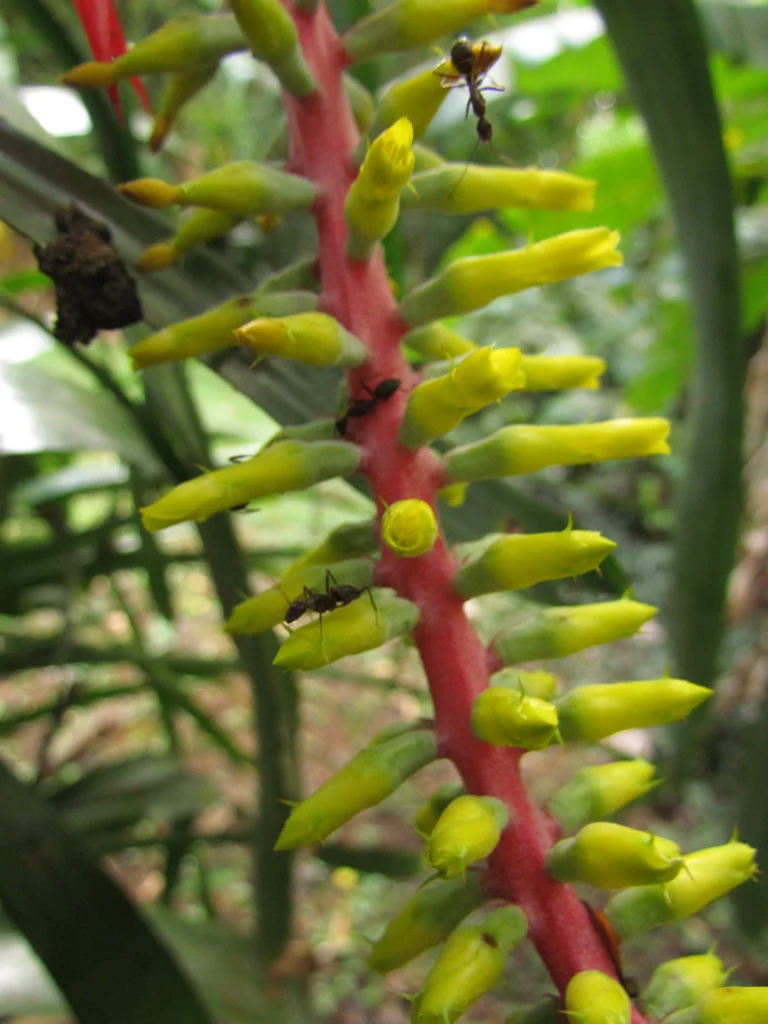 aechmea nudicaulis (19)