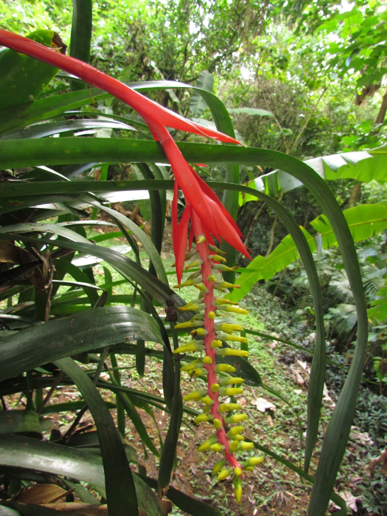 aechmea nudicaulis (20)