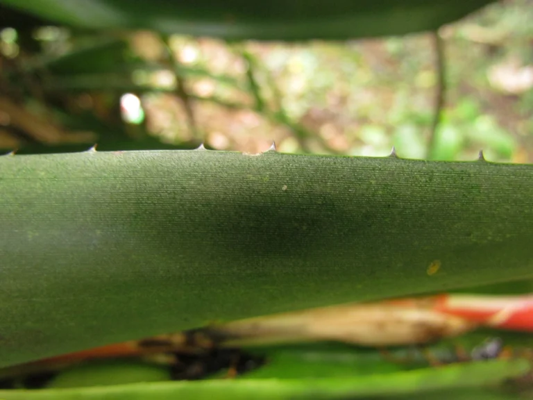 aechmea nudicaulis (13)