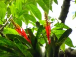 aechmea nudicaulis (5)