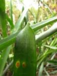 Aechmea kertezsiae (26)